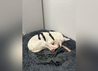 Susona - liebevoll und gemütlich