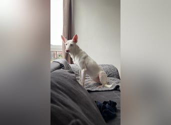 Susona - liebevoll und gemütlich