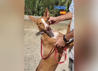 Pongo,geb.04/22,liebevoller Podenco Rüde sucht seine Familie