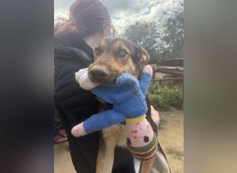 Karesz - ein toller Junghund sucht ein Zuhause