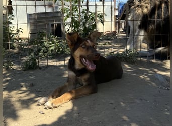 Schöner Karesz sucht Dich