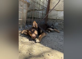 Schöner Karesz sucht Dich