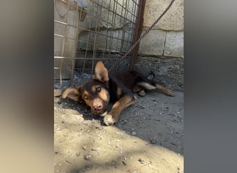 Karesz sucht seinen Couchplatz