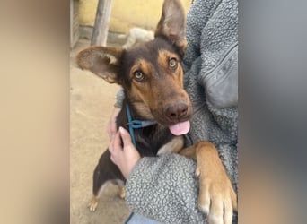 Schöner Karesz sucht Dich