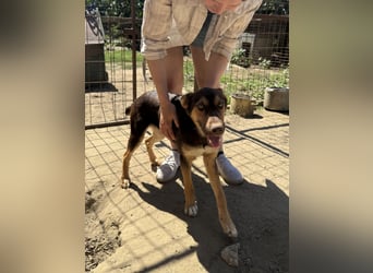 Schöner Karesz sucht Dich