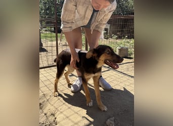 Schöner Karesz sucht Dich