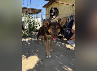 Karesz sucht seinen Couchplatz