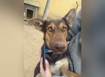 Schöner Karesz sucht Dich