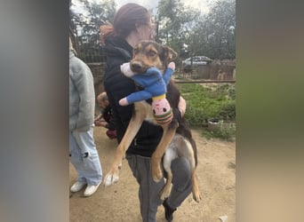 Schöner Karesz sucht Dich