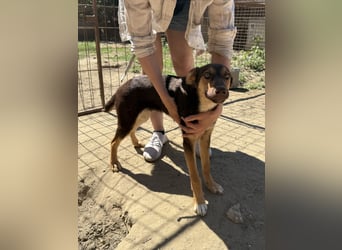 Karesz sucht seinen Couchplatz