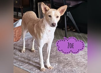 Zoe wartet in Köln auf ihre Menschen