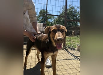 Schöner Karesz sucht Dich