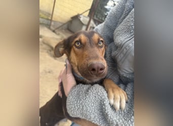 Karesz sucht seinen Couchplatz