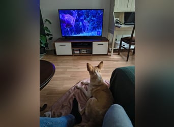 Zoe wartet in Köln auf ihre Menschen