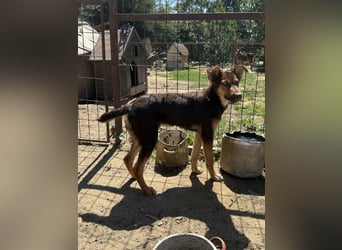 Schöner Karesz sucht Dich