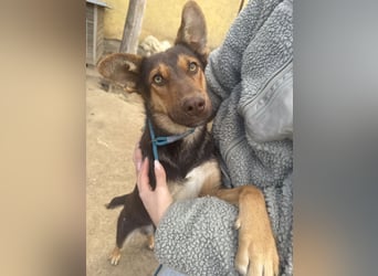 Karesz sucht seinen Couchplatz