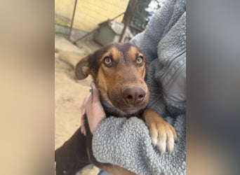 Schöner Karesz sucht Dich