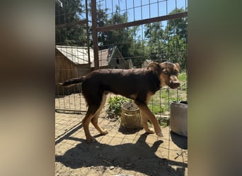 Schöner Karesz sucht Dich