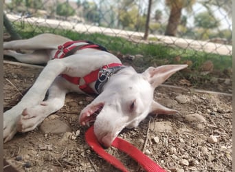 PIRULETA - die Hübsche