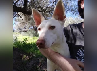 PIRULETA - die Hübsche