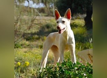 PIRULETA - die Hübsche