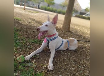 PIRULETA - die Hübsche