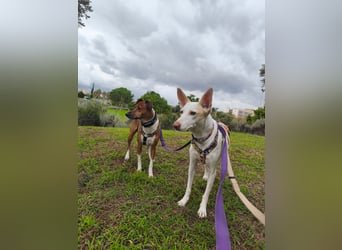 PIRULETA - die Hübsche