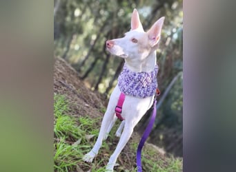 PIRULETA - die Hübsche