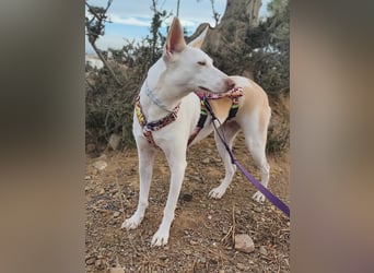 PIRULETA - die Hübsche