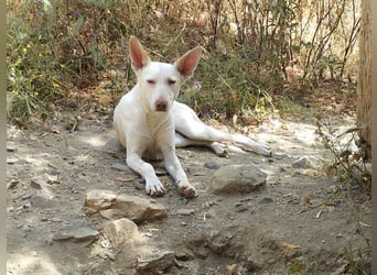 PIRULETA - die Hübsche