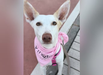 PIRULETA - die Hübsche