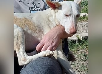 PIRULETA - die Hübsche