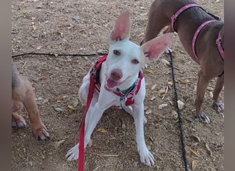 PIRULETA - die Hübsche