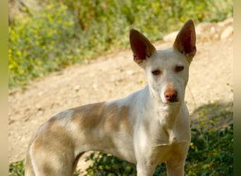 PIRULETA - die Hübsche