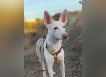 PIRULETA - die Hübsche