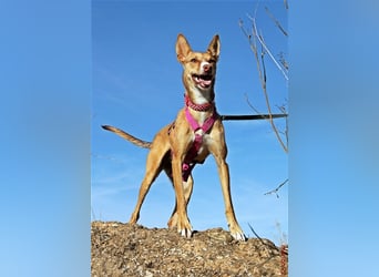 Tilly *** PS in 517xx ***