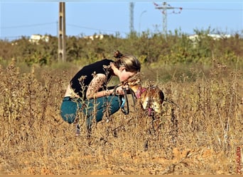 Tilly *** PS in 517xx ***