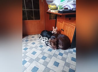 Tilly *** PS in 517xx ***