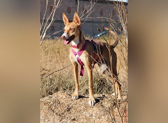 Tilly *** PS in 517xx ***