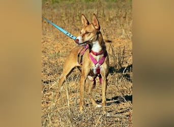 Tilly *** PS in 517xx ***