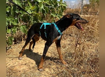 Doby