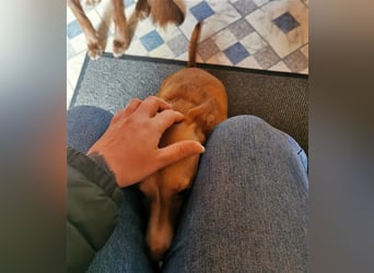 Tilly *** PS in 517xx ***