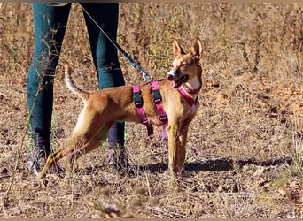 Tilly *** PS in 517xx ***