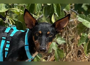 Doby