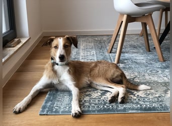 ##  Naldo sucht ein liebevolles neues Zuhause