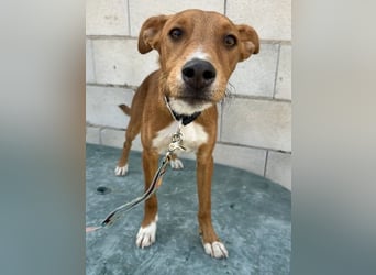 Lince, anhänglich und verspielt