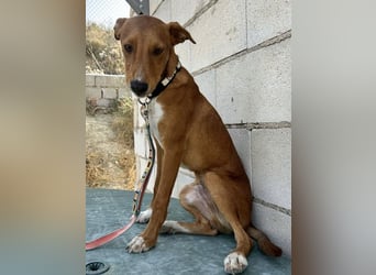 Lince, anhänglich und verspielt