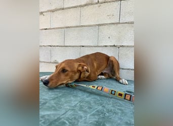 Lince, anhänglich und verspielt