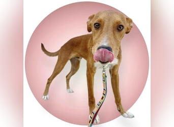 Lince, anhänglich und verspielt