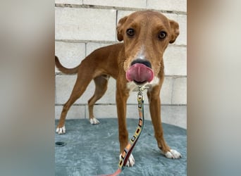 Lince, anhänglich und verspielt